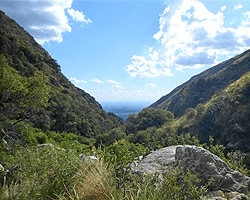 Cortaderas