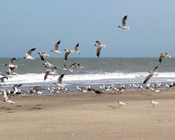Las Gaviotas